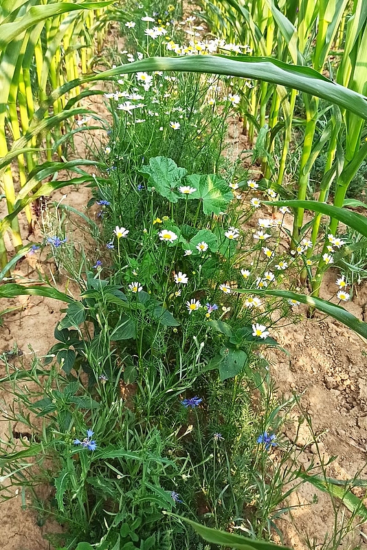 Blühende Untersaat im Maisfeld