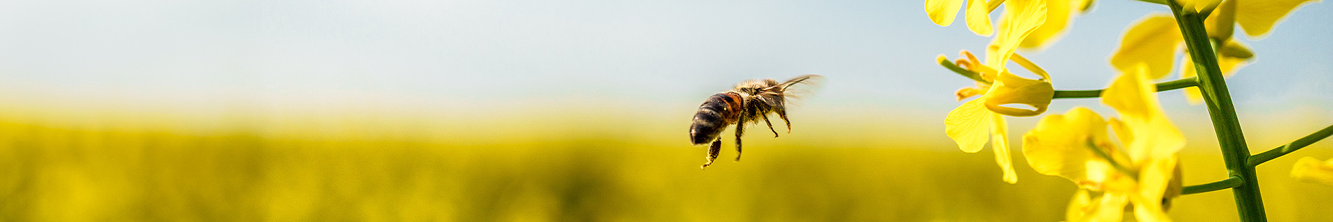 Titelbild Bienenkonferenz 2024 der HfWU