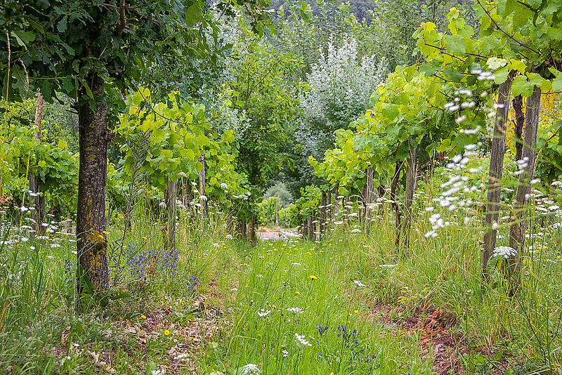 Weinrebenreihe mit kleinen Bäumen