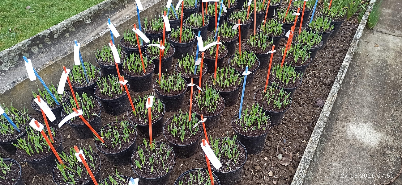 mehrere Blumentöpfe mit Bepflanzung 