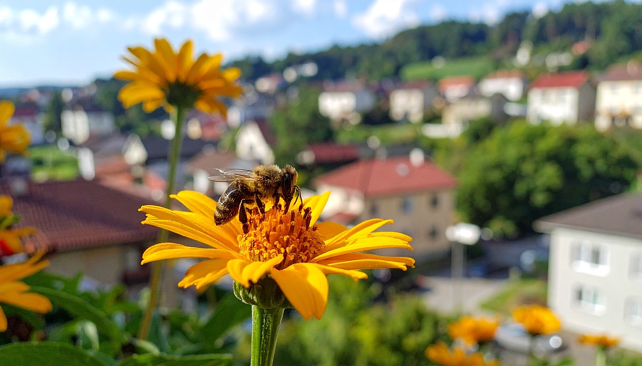 Biene auf einer Blüte sitzend mit einem Ort im unscharfen Hintergrund