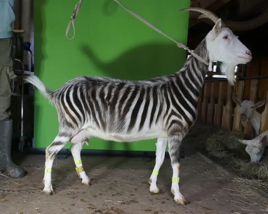 Ziege in Stall mit Zebrafellmuster. Das Bild wurde mit Künstlicher Intelligenz generiert. Abgebildetes Tier existiert nicht in Realität.