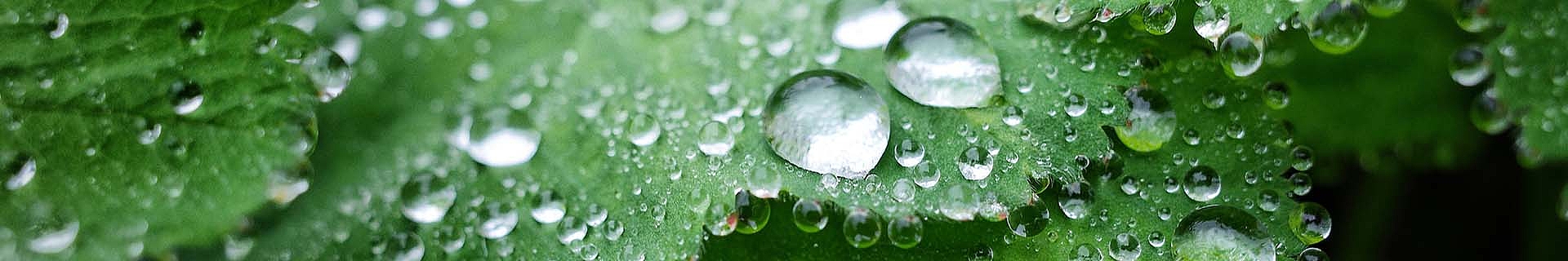 Leitbild Nachhaltigkeit: Das Bild zeigt eine Nahaufnahme grüner Blätter, auf deren Oberfläche sich Wassertropfen befinden. Die Tropfen sind unterschiedlich groß und unregelmäßig verteilt, was dem Bild eine frische und lebendige Ausstrahlung verleiht. Der Hintergrund ist unscharf, wodurch die Textur und Details der Tropfen und Blätter im Vordergrund besonders hervorgehoben werden.