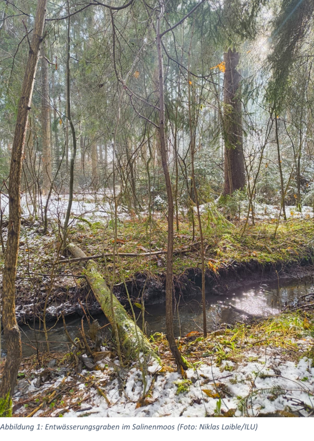 Wald mit Entwässerunggraben und Totholz