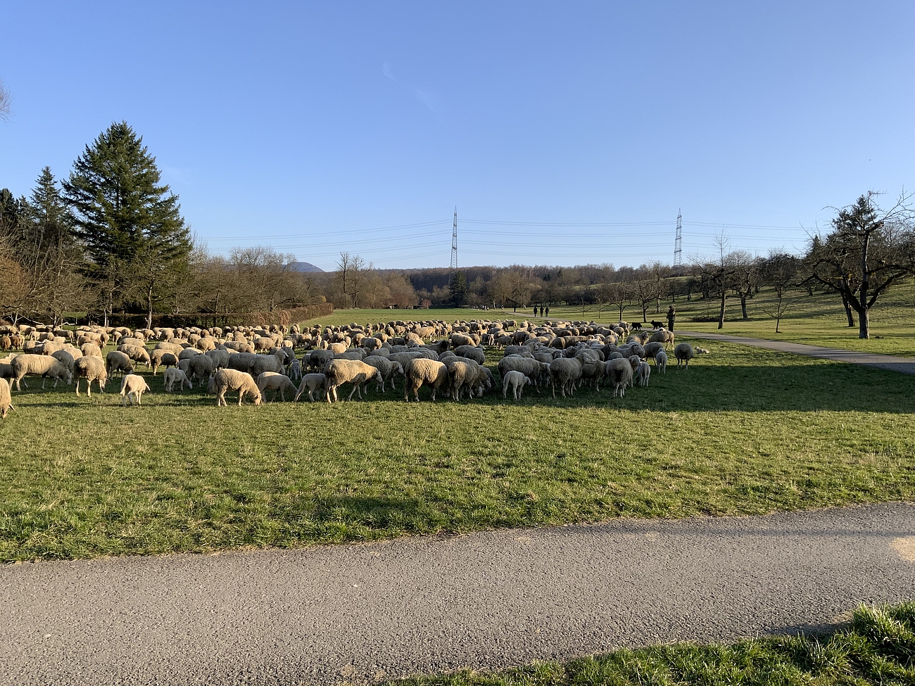 Schafe auf grüner Weide 