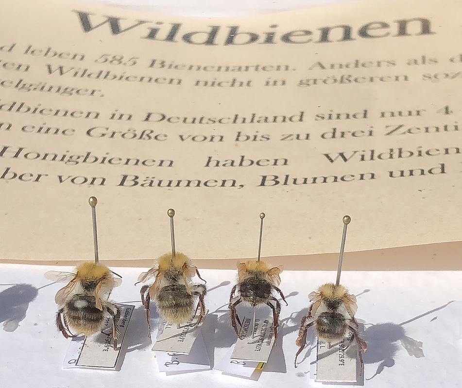 In Schaukausten aufgespießte einzelne Wildbienen