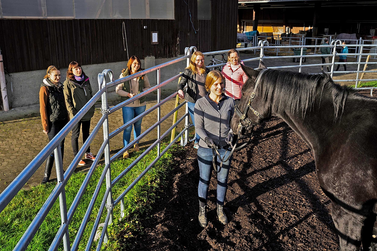 Pferd auf einer Koppel, Studierende am Zaun