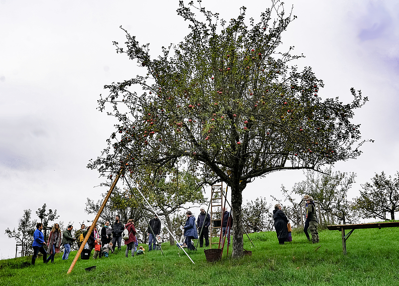 Apfelbaum mit Eltern und Kindern