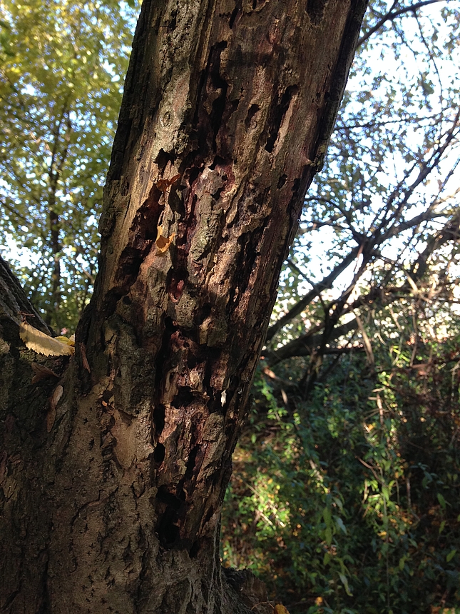 Spuren von Xylophagen